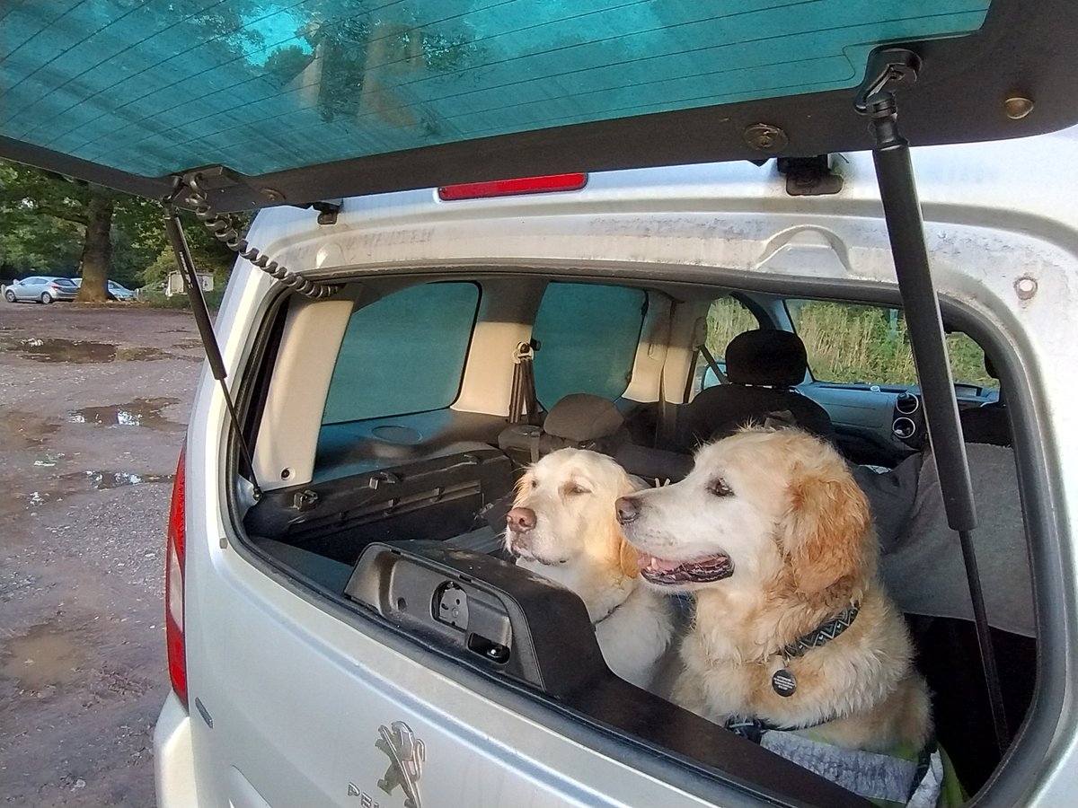 kitteridge_lisa's tweet image. 7am    5°c
Stunning autumn morning. 

The mist over the field was amazing. 

Not a dog to be seen... Usually that&apos;s perfect, but today we were here to watch dogs. Typical! 

#reactivity
#desensitisation 
#autumnsun
#mist