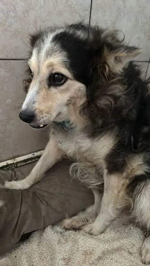 ProDogRomania tweet media