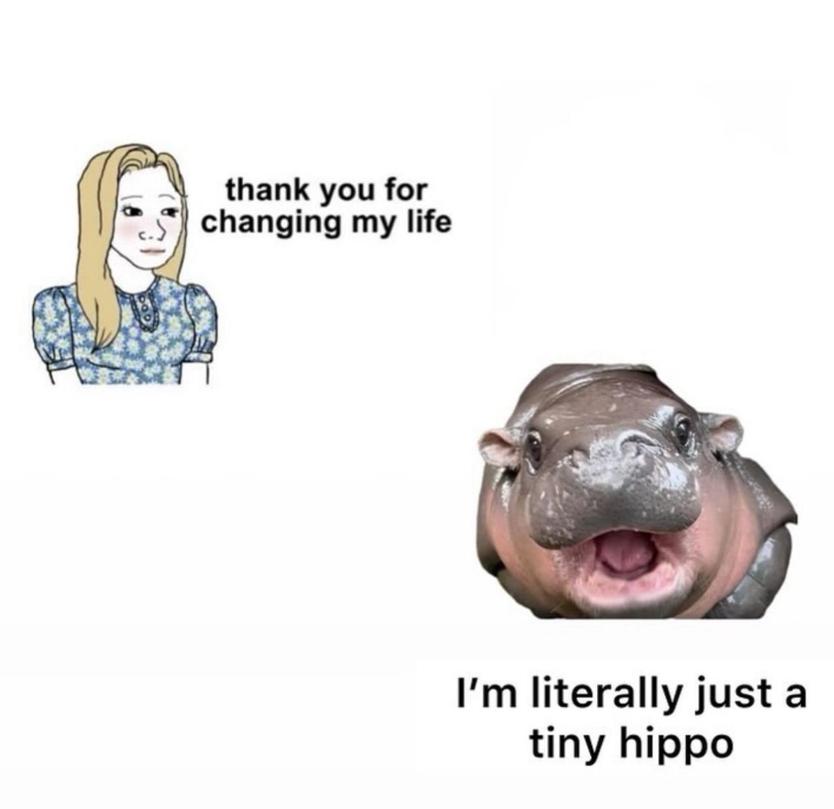 MooDengSOL's tweet image. #moodeng