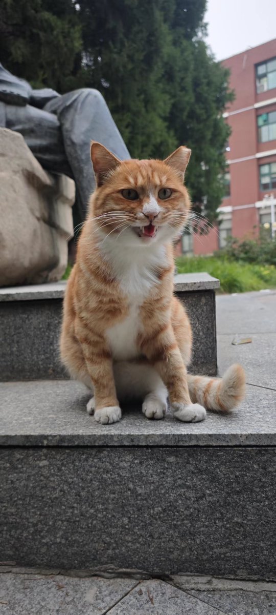嗷呜