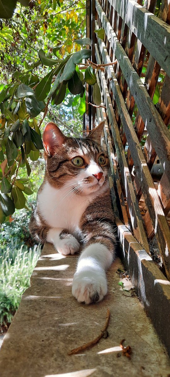 NepheleCiel's tweet photo. Nature boy https://t.co/ybinQSPCje