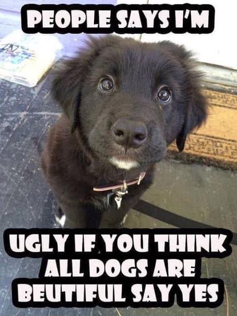 Tweets of Dogs tweet media