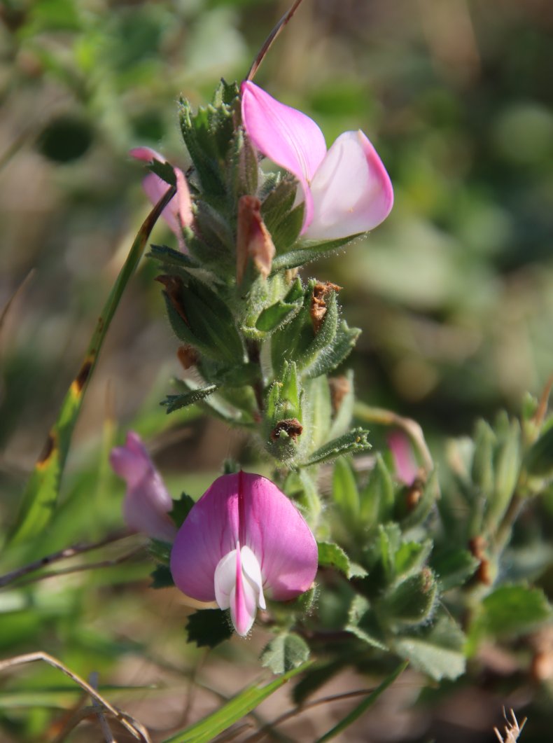 #Artenvielfalt in #Jena: Die Dornige Hauhechel klingt gefährlich, ist aber nur ein Blümchen. Hat es gern warm, kalkig und eher trocken. Galt als schlimmes Ackerunkraut, wird heute auch als Zierpflanze verwendet.