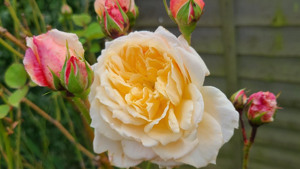BowenNEMESIS's tweet photo. Back home from #UFFCJS2024, and a look around the garden. Have a good weekend. https://t.co/sgHrJTQdth