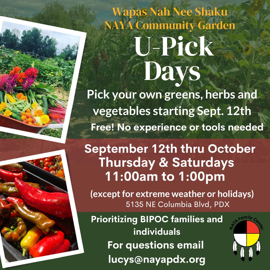 NAYA Family Center (@nayafam) on Twitter photo 🌱 U-Pick Day alert! 🥬 Join us 11 a.m.- 1 p.m. today at Wapas Nah Nee Shaku, NAYA's community garden. Harvest your own fresh produce! 📍 5135 NE Columbia Blvd Priority for BIPOC community Info: LucyS@nayapdx.org #NAYApdx #CommunityHarvest 🌱 U-Pick Day alert! 🥬 Join us 11 a.m.- 1 p.m. today at Wapas Nah Nee Shaku, NAYA's community garden. Harvest your own fresh produce! 📍 5135 NE Columbia Blvd Priority for BIPOC community Info: LucyS@nayapdx.org #NAYApdx #CommunityHarvest