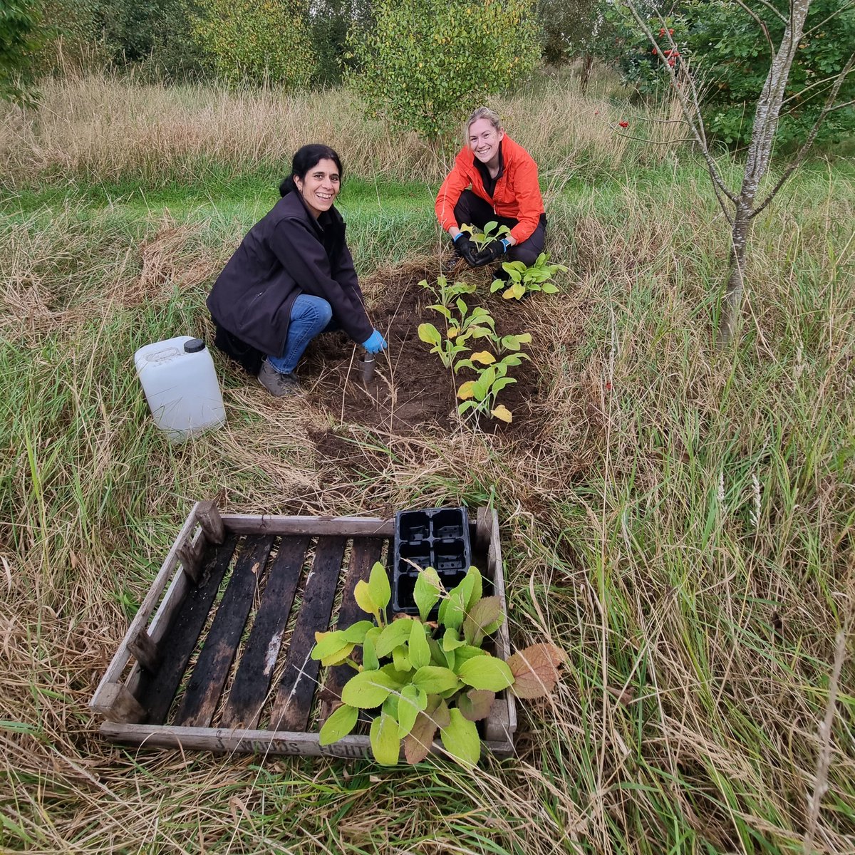CKdistillery's tweet image. The team recently enjoyed an afternoon out in the woodland at the distillery, planting over 200 foxgloves. These flowers not only look beautiful once in bloom, but are a great source of food for bees and other pollinating insects.

#distillerylife #woodland