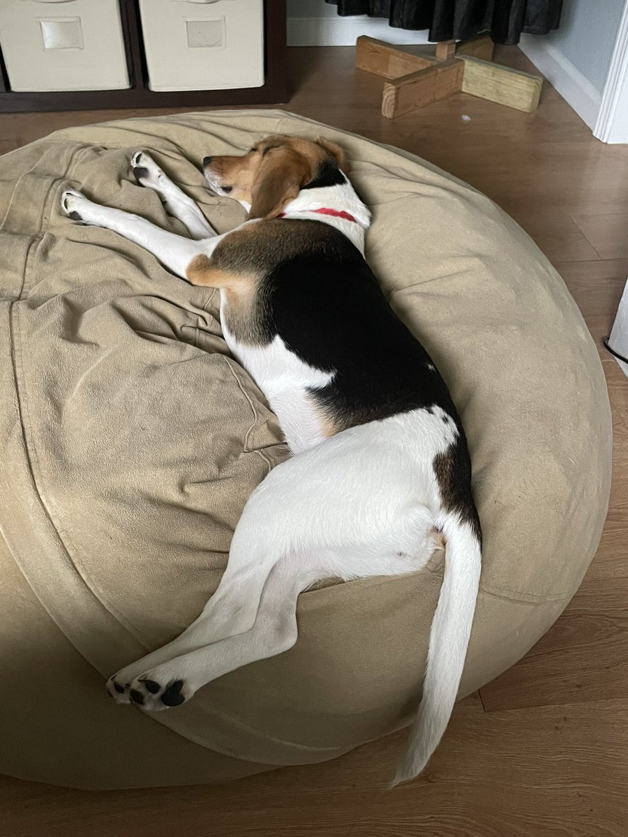 A big nap after a really energetic trip to the dog park this morning means this beagle pup will be re-energized in a couple hours! #beaglefacts
