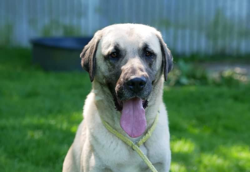 Dit is Wander , een Anatolische herder die liever bij mensen is om te knuffelen dan een terrein bewaakt . Het asielleven is geen omgeving voor deze 2 jarige knuffelbeer al doen wij nog zo ons best !wie geeft Wander een mooi leven ❤️ ? 
ikzoekbaas.dierenbescherming.nl/asieldier/hond…