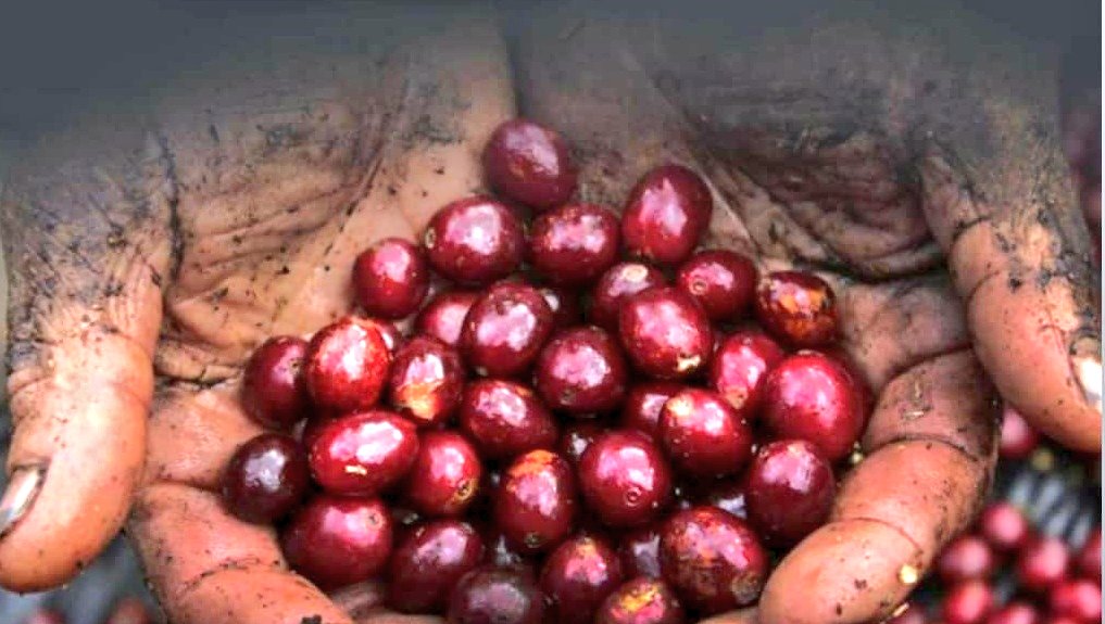 CheritoCafe's tweet photo. On the 6th year anniversary and this #internationalcoffeeday we congratulate member producers of the BioKrop Project by Tierra Bendita for their #proofwork and allow us to partner with them in our #farmtocup model and look forward to many blessings 🇸🇻😎☕⚡ #cafedeelsalvador https://t.co/HKtamVbUWw