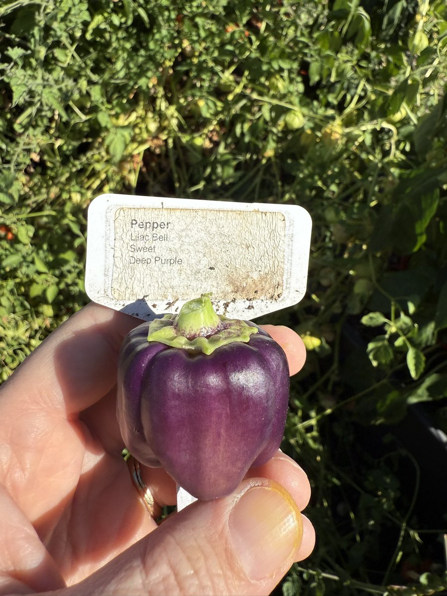 M_Lestina's tweet photo. Work day at the City High Garden! Lots of peppers and tomatillos this year. The ghost peppers and Lilac peppers were a hit this year! @JBacon23 #tstl #iccsd #schoolgardens https://t.co/SlgWMedMho