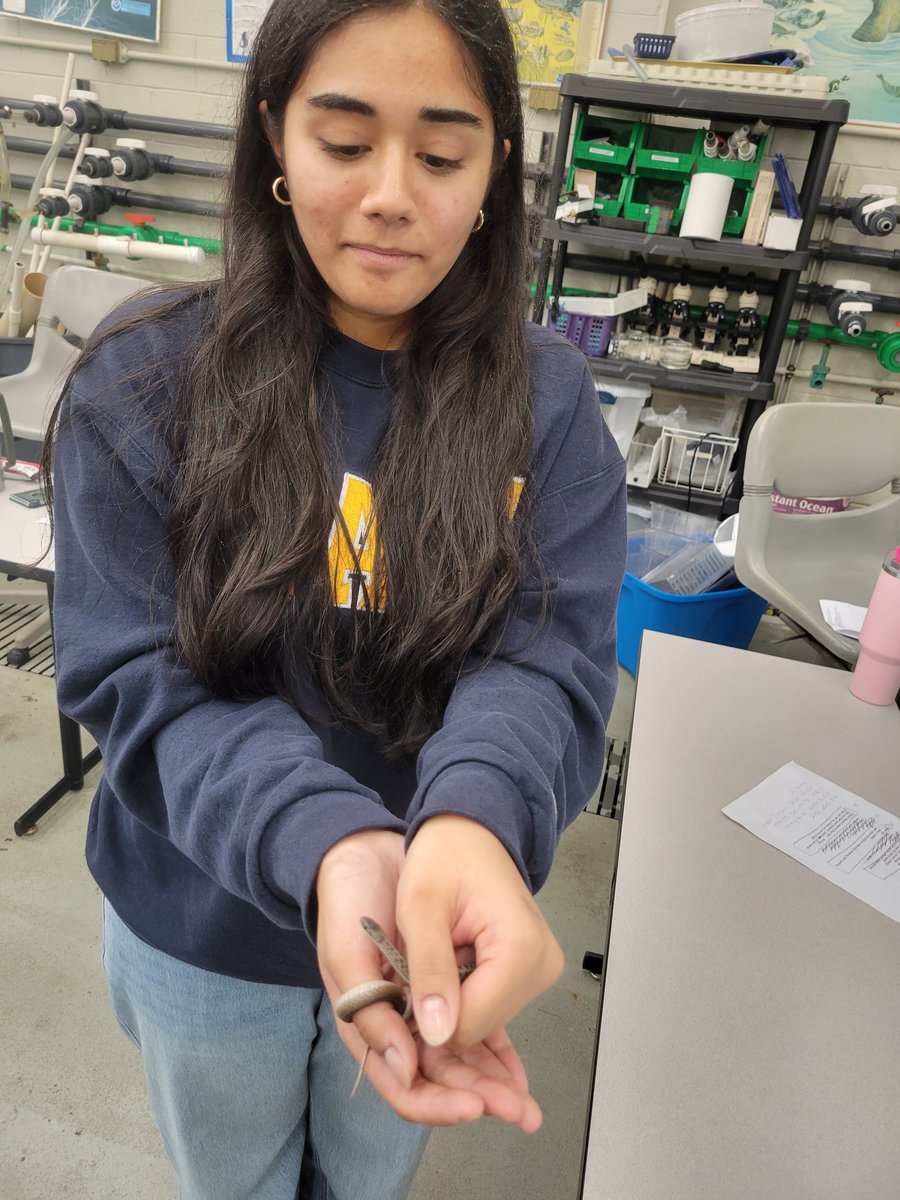 Ms. Ng (@bioteachng) on Twitter photo Eeryone wants to find out how to get into MAST, including this snake at our first <a href="/MAST_SandyHook/">Marine Academy</a> Info Session Open House! Are you an 8th grader and interested? mast.mcvsd.org/o/mast/page/in… Eeryone wants to find out how to get into MAST, including this snake at our first <a href="/MAST_SandyHook/">Marine Academy</a> Info Session Open House! Are you an 8th grader and interested? mast.mcvsd.org/o/mast/page/in…