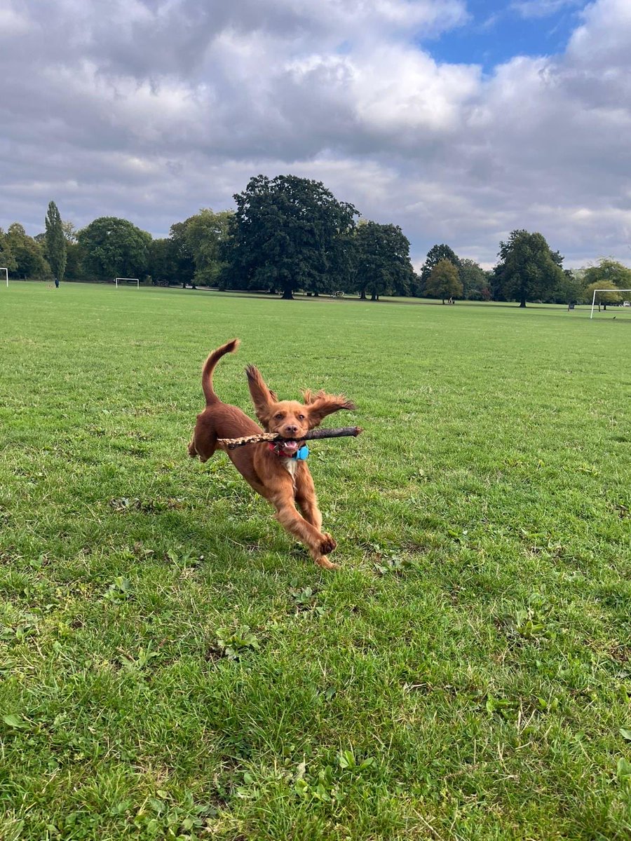 villagebooksdul's tweet photo. Toffee let off some steam in the park before coming to the bookshop to recommend the very appropriate People Who Like Dogs Like People Who Like Dogs by ⁦@Nick_Duerden⁩ from ⁦@johnmurrays⁩ 
#BookshopDogs #ChooseBookshops https://t.co/bP9eGKl4gm
