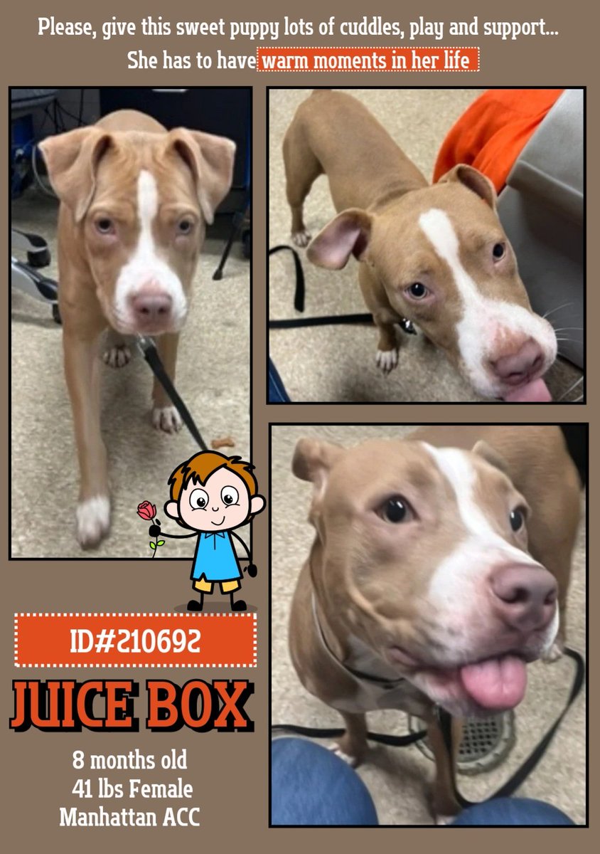 EASpenser's tweet photo. 🩷JUICE BOX, only 8mos🩷(210692)
😛Prob another #BabyStray 
😛Perfect age: past chewing everything in sight; ready for #Manners &amp; #HowToDog #Training 
😛#IDEAL for #cuddling, #snuggling, #loving 
😛Don't forget #DailyExerciseForEnergyBurnoff
😛Darling #FamilyDog 
#ManhattanACC https://t.co/Hq2N0Xqtdn
