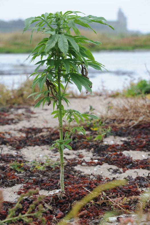 There's a stigma attached to people who use drugs, and those of us who call for decriminalization and regulation. This has been created by 53 years of lies, prohibition and deceit. If we shout together they will hear. #SaveOurChildren #EndProhibition