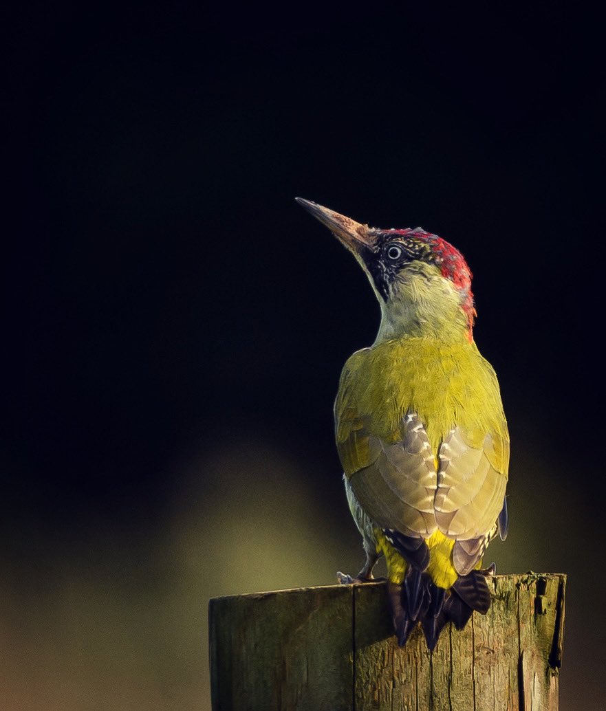 Green Woodpecker (Wickwar) <a href="/bristolbirding/">BristolBirding</a>