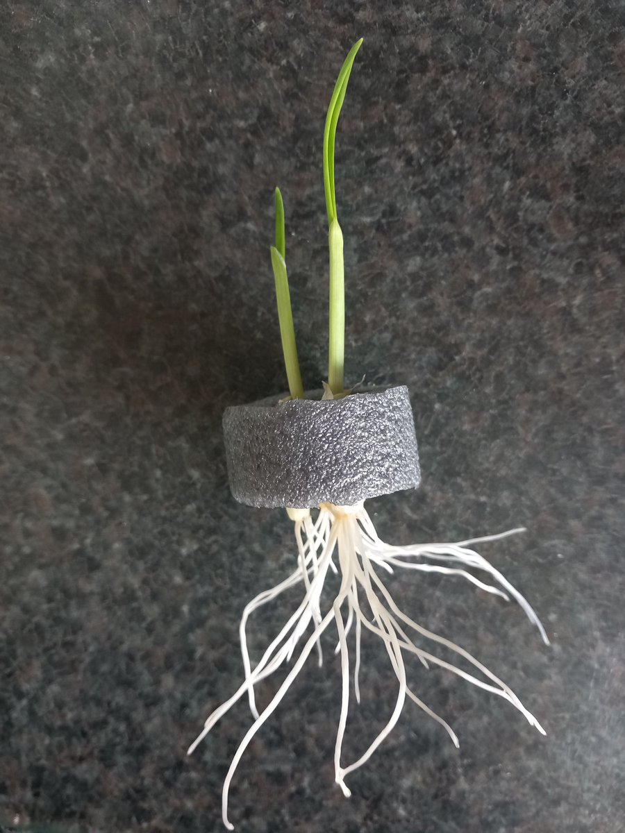 Here is the garlic bulb after just a few days floating in water....