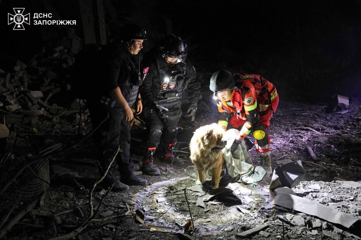 kardinal691's tweet photo. 💔 #Russia killed her owner: dog #Bonya left alone after the strike on #Zaporozhye
The man's 83-year-old mother is currently in hospital with injuries. That's why neighbours are looking for a temporary shelter for the dog. https://t.co/N3fpewbeGs