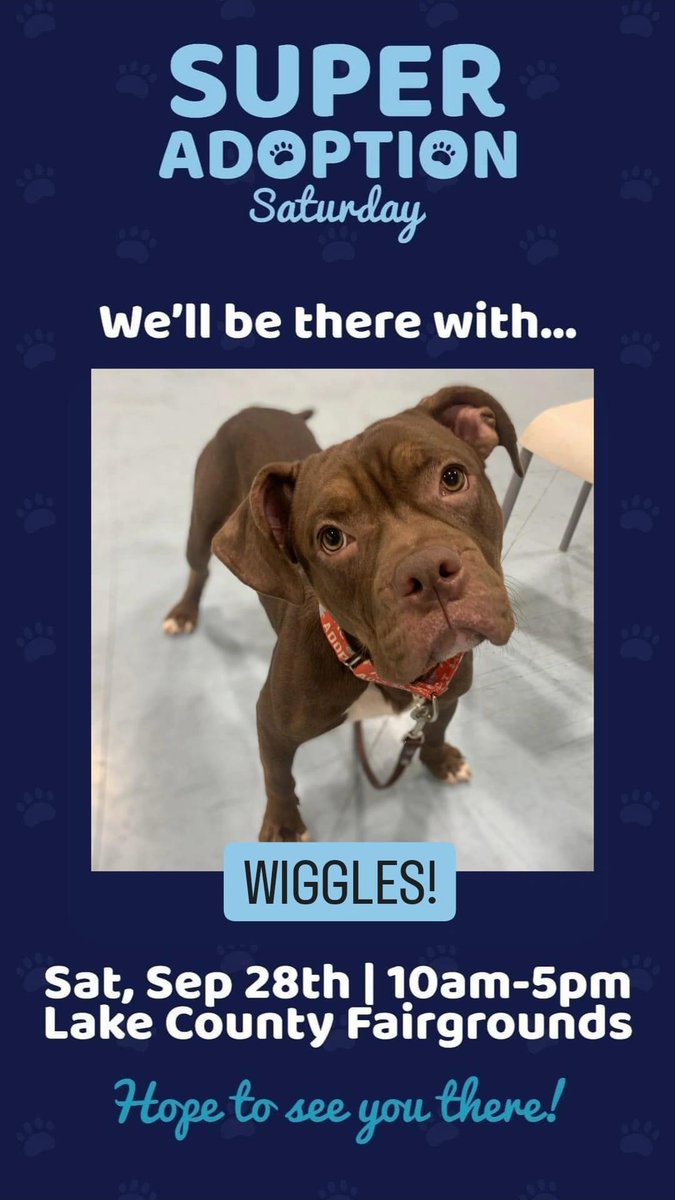 Today is the day!!! It's Super Adoption Saturday !! Our dogs and cats are so excited to meet all of you and find their forever homes! 
📍Lake County Fairgrounds in IL
🗓️ TODAY from 10a-5p 
**Admission is free
#superadoptionsaturday
