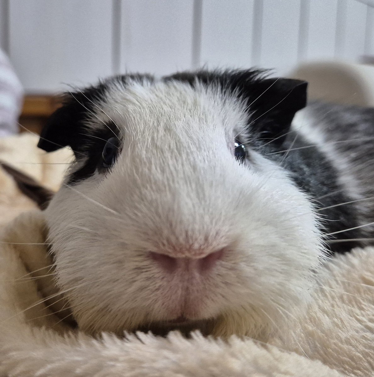 guinea_archive's tweet photo. 누구세요? #기니피그 #モルモット https://t.co/Klg4fTCgbo