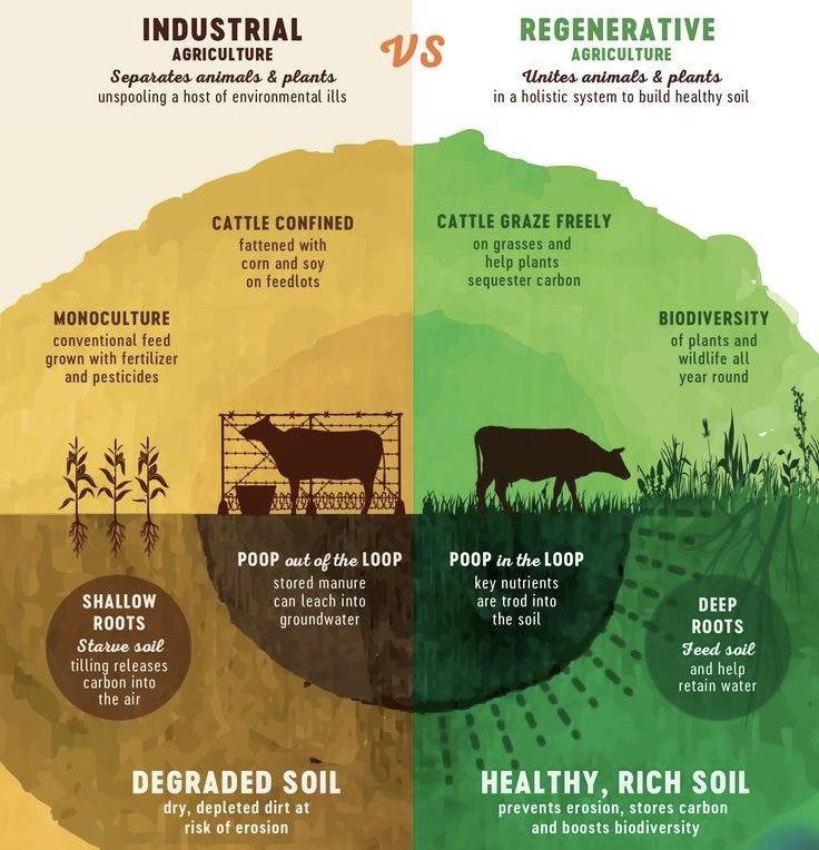 PeytonElroy's tweet photo. Feed Cows Grass Again 🌱 https://t.co/WmrVKuipXh