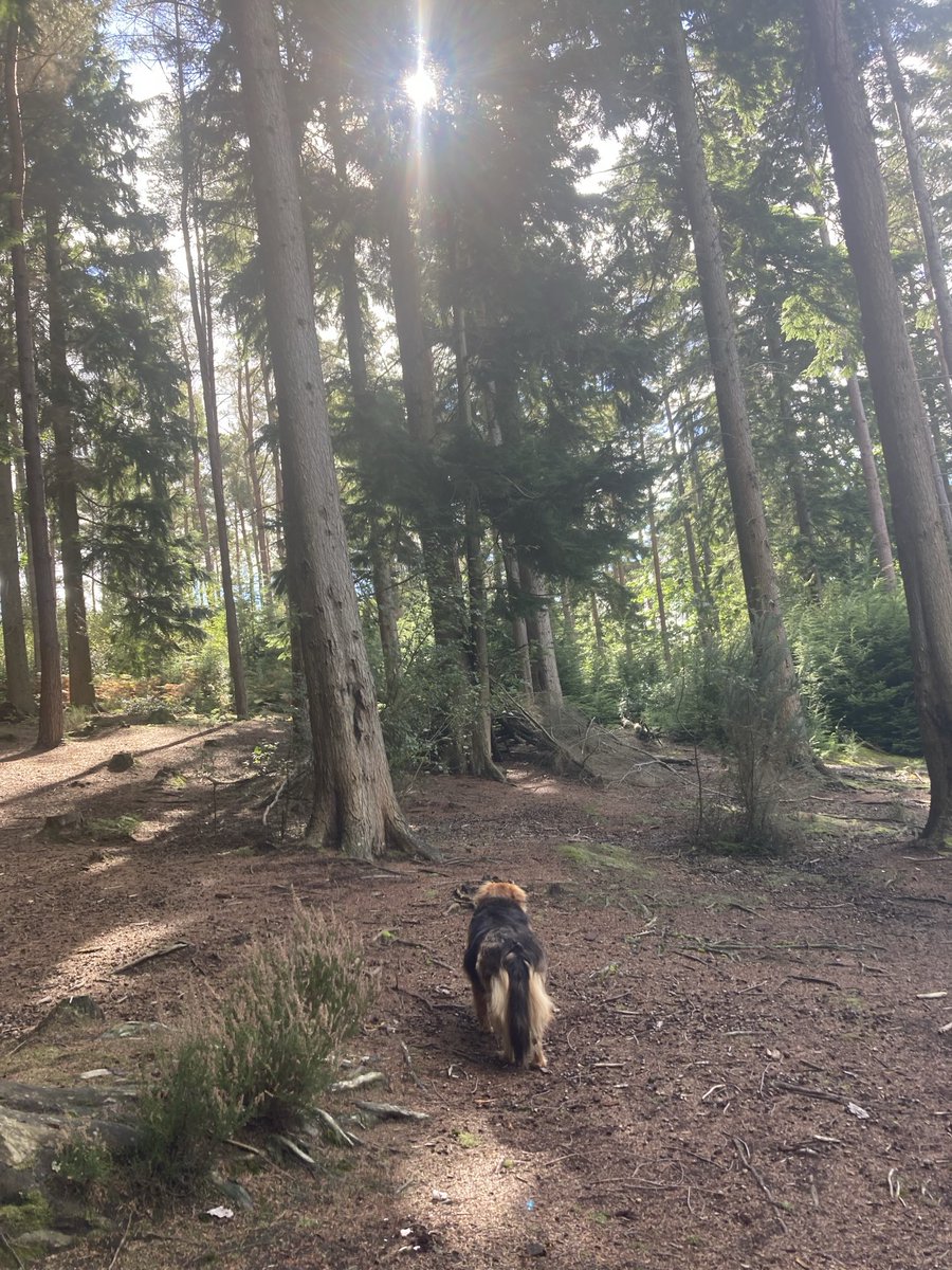 hayleyanderso20's tweet photo. Good day for a dog walk https://t.co/s79hm67ngI