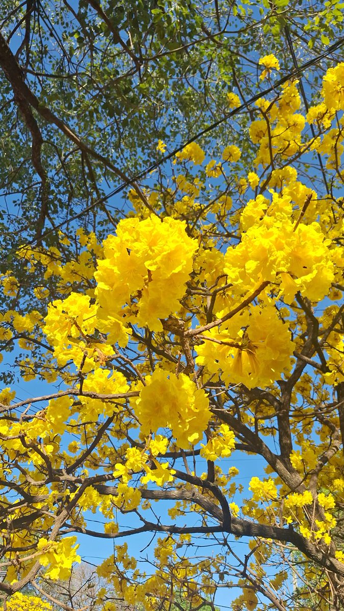 gloriatorras's tweet photo. El #LapachoAmarillo del vecino sigue esplendoroso!
 Buen sábado para todos!! https://t.co/9lcnK0DZ1s