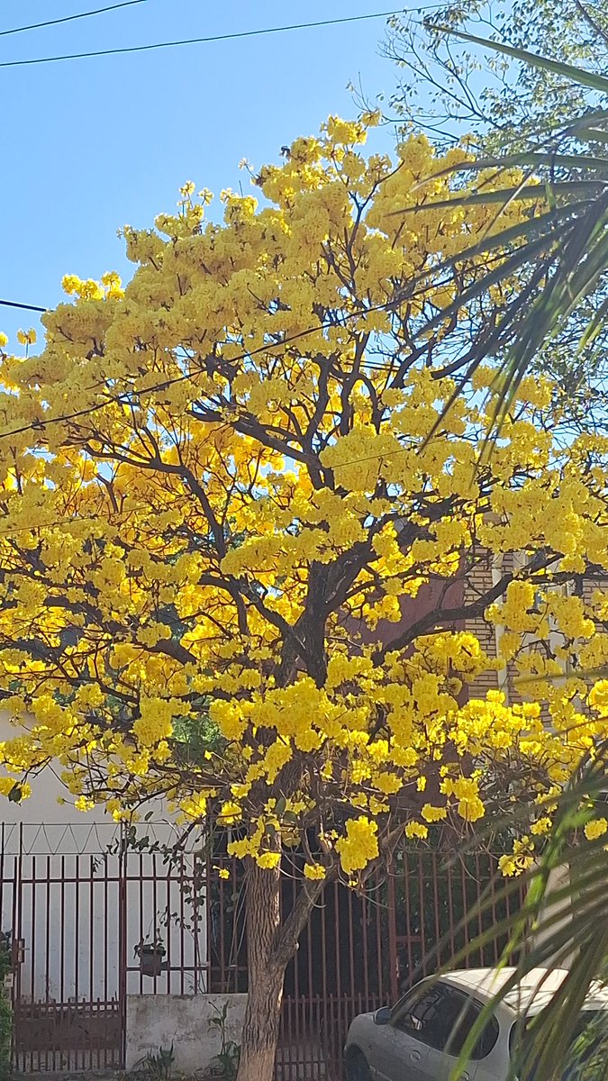 gloriatorras's tweet photo. El #LapachoAmarillo del vecino sigue esplendoroso!
 Buen sábado para todos!! https://t.co/9lcnK0DZ1s