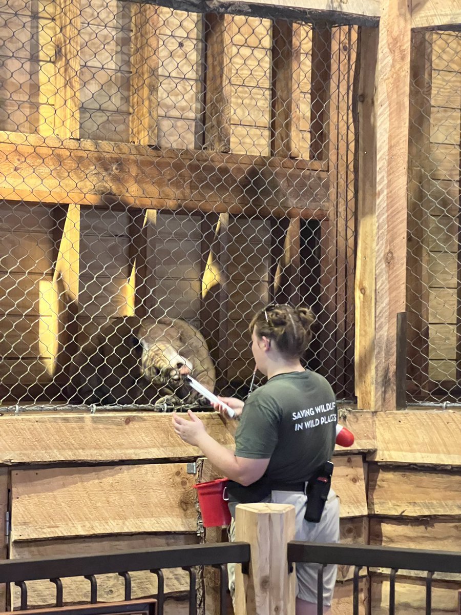 LisaAnnHunt2's tweet photo. Thank you to @PalmBeachZoo for educating our Panthers 
@SeminoleTrails on the Florida Panthers. It was an amazing experience 🖤❤️🐾 https://t.co/mbSKWuWVyY