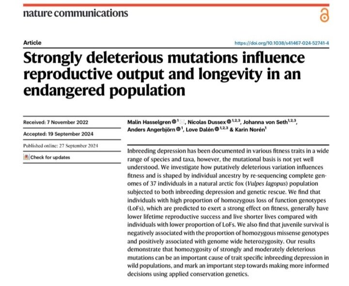 New paper out! We've explored the effects of potentially harmful mutations on arctic fox fitness.

rdcu.be/dViIv