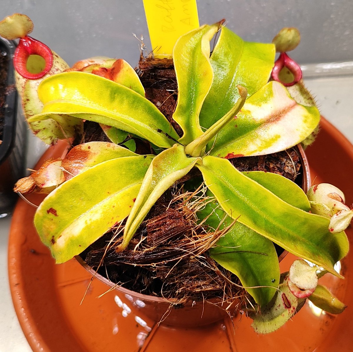 Juanfran tweet media