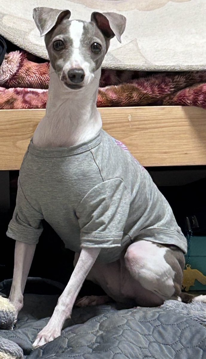 dB14L2LbeVB1FUJ's tweet photo. Se busca a una perra llamada "Jessie" que está desaparecida desde el 31 de agosto en la zona de Mure de la ciudad de Mitaka.  Se trata de una perra de raza GREYHOUND ITALIANO, orejas medio erectas, ojos marrones y pelaje de color blanco y azul leonado.
#PorFavorComparte https://t.co/CA4ERPACMt