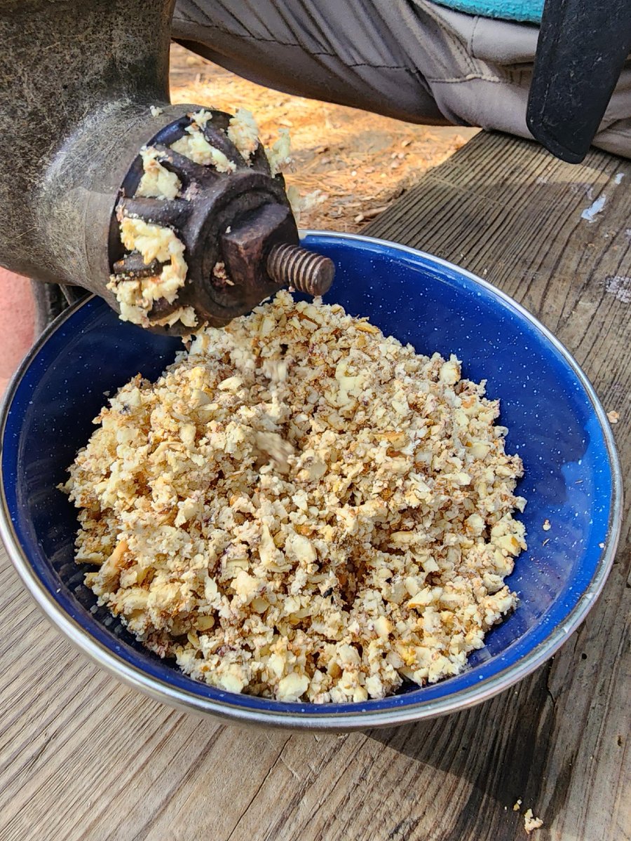 Wild food all around us there's such an abundance of acorns this year have you ever made flour?