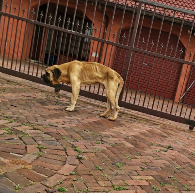 This boerbull has been neglected for months on Glen Anil rd Durban and the community are enraged by its condition The owner needs to surrender the dog to SPCA Springfield park. Please escalate <a href="/NSPCA_SA/">NSPCA South Africa</a> <a href="/northglennews/">Northglen News</a> <a href="/AntiCruelty/">Anti-Cruelty</a>