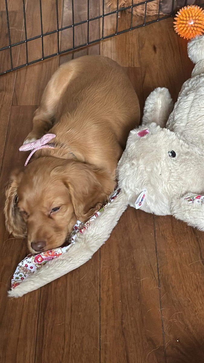 siddletabby's tweet photo. From adorable baby girl to Criminal mastermind both a vendetta against the cat (second picture taken moments before we learned how to get onto the side to eat the cat food.). Can’t be mad at a face like that though! #cockerspaniels https://t.co/LfZm2ciwyd