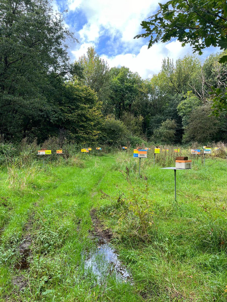 Border Honey tweet media