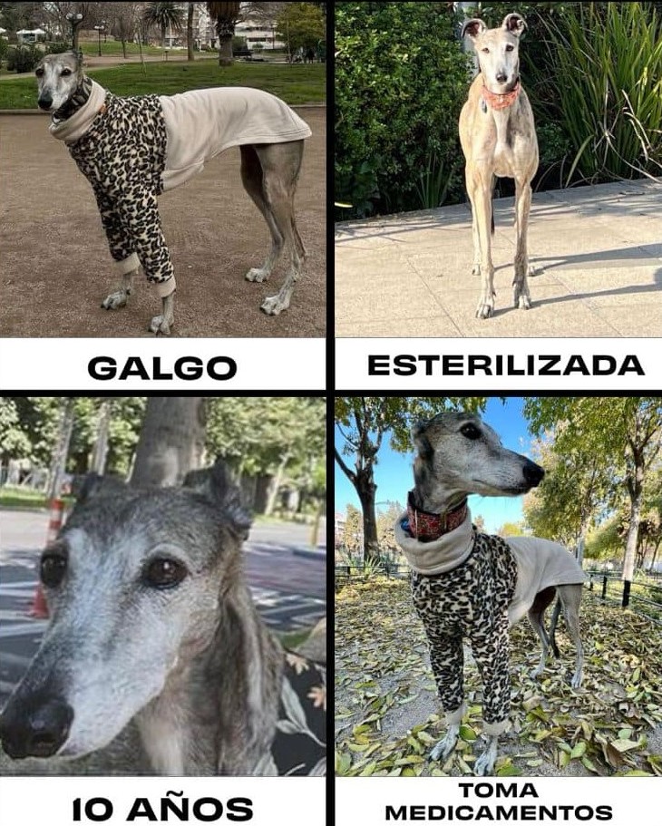 "Seguimos buscando a Julieta. Se escapó de un hotel canino en Colina el 4 de agosto, pero aún no perdemos la esperanza de encontrarla. Si la ves, por favor avísanos al +56950276675 o al +56985003923. Entregaremos recompensa a quien nos ayude a dar con ella." Favor RT!
#Colina