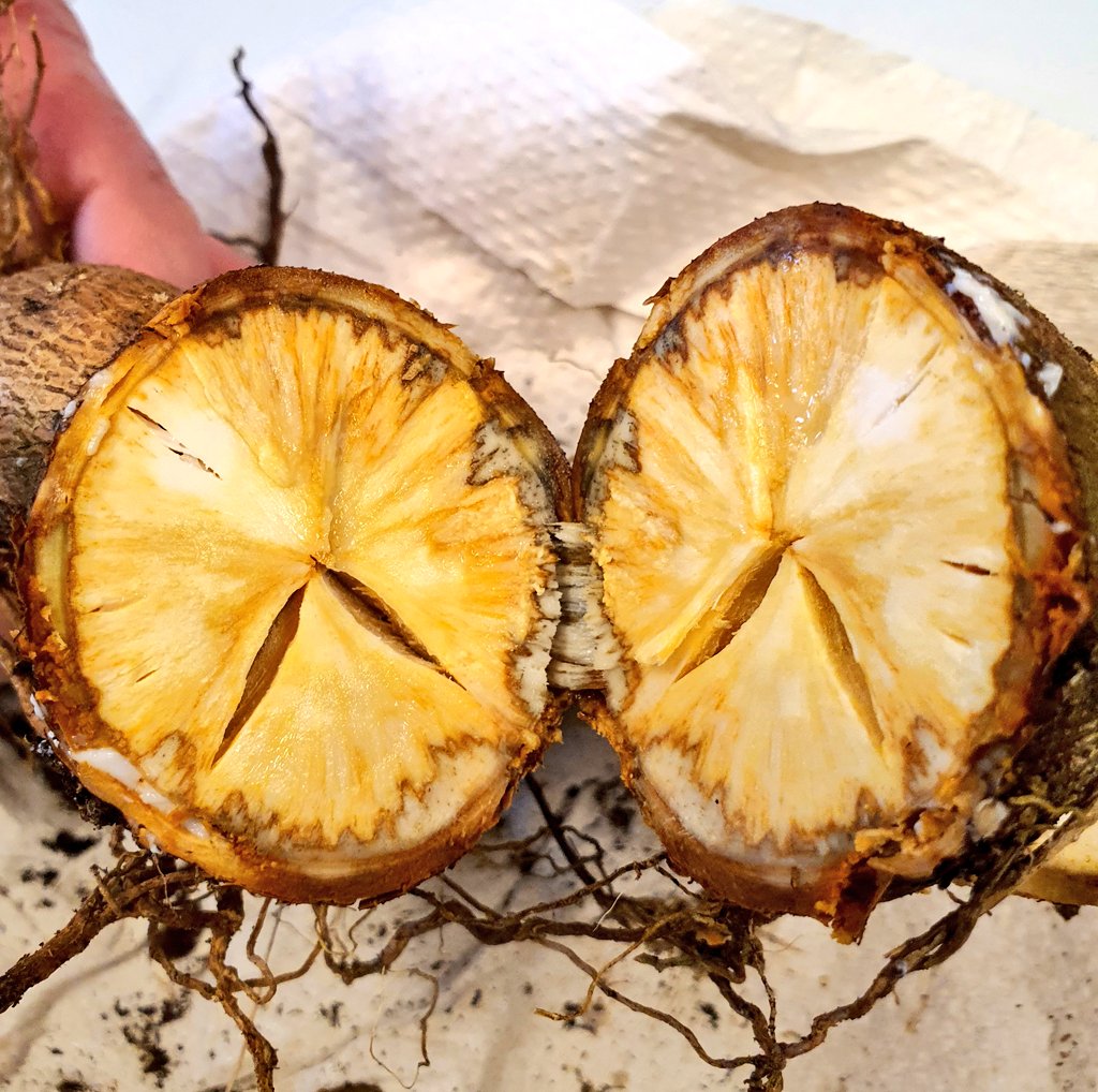 #Root #necrosis from #Cassava Brown Streak Disease #CBSD or Cassava #Root #Rot Disease #CRND are devastating, causing severe yield losses
Early detection is key to effective management and distungiush between #virus and #fungus disease #CassavaResearch #PlantHealth #FoodSecurity