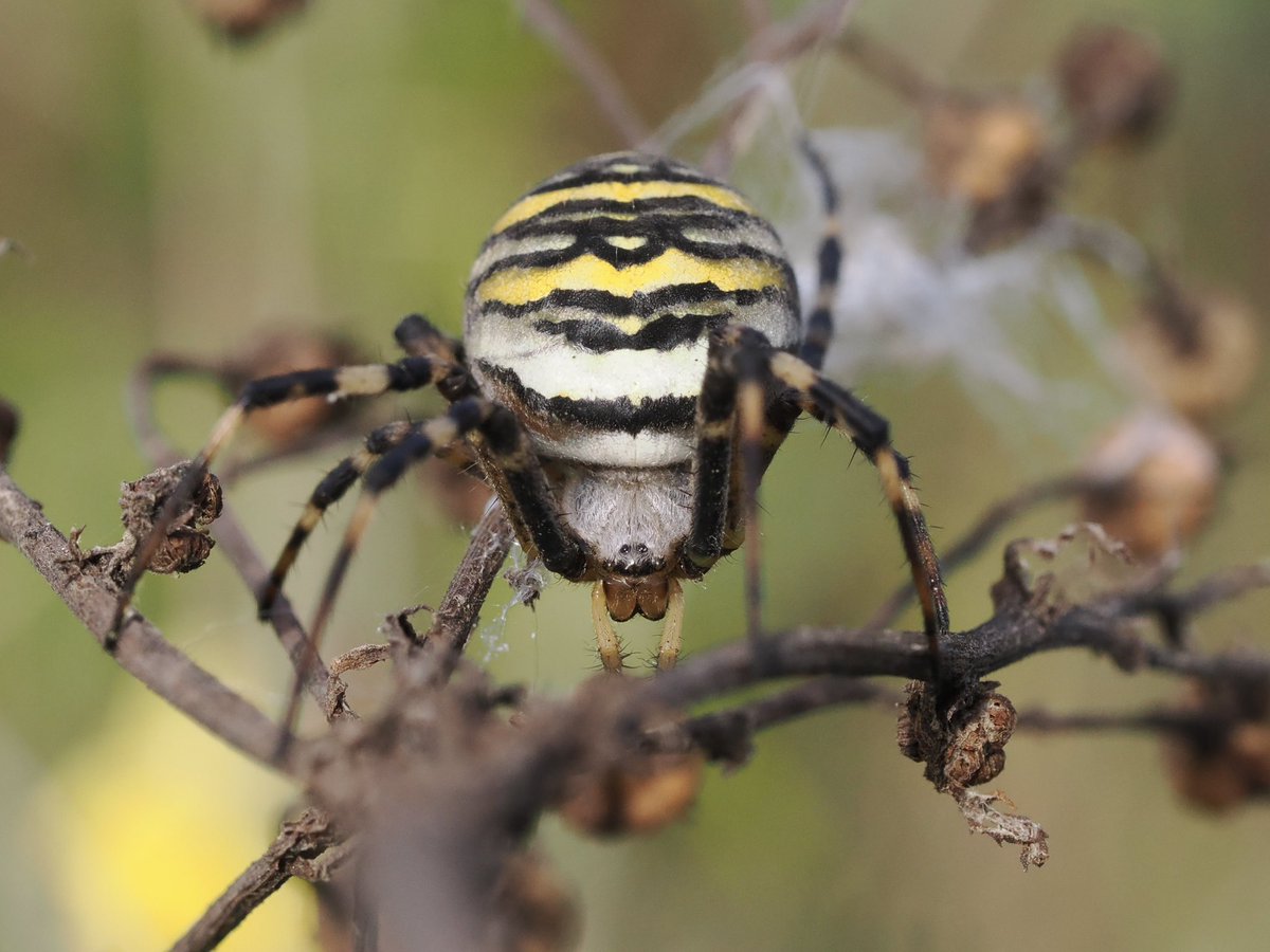jpbyrne__'s tweet image. Wasp Spider was a very unexpected find today at South Gare, Redcar! Have they been reported this far north @BritishSpiders ? @teesbirds1 @teeswildlife