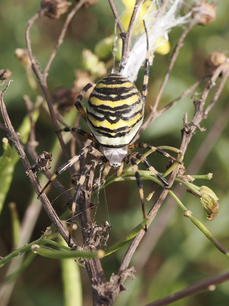 jpbyrne__'s tweet image. Wasp Spider was a very unexpected find today at South Gare, Redcar! Have they been reported this far north @BritishSpiders ? @teesbirds1 @teeswildlife