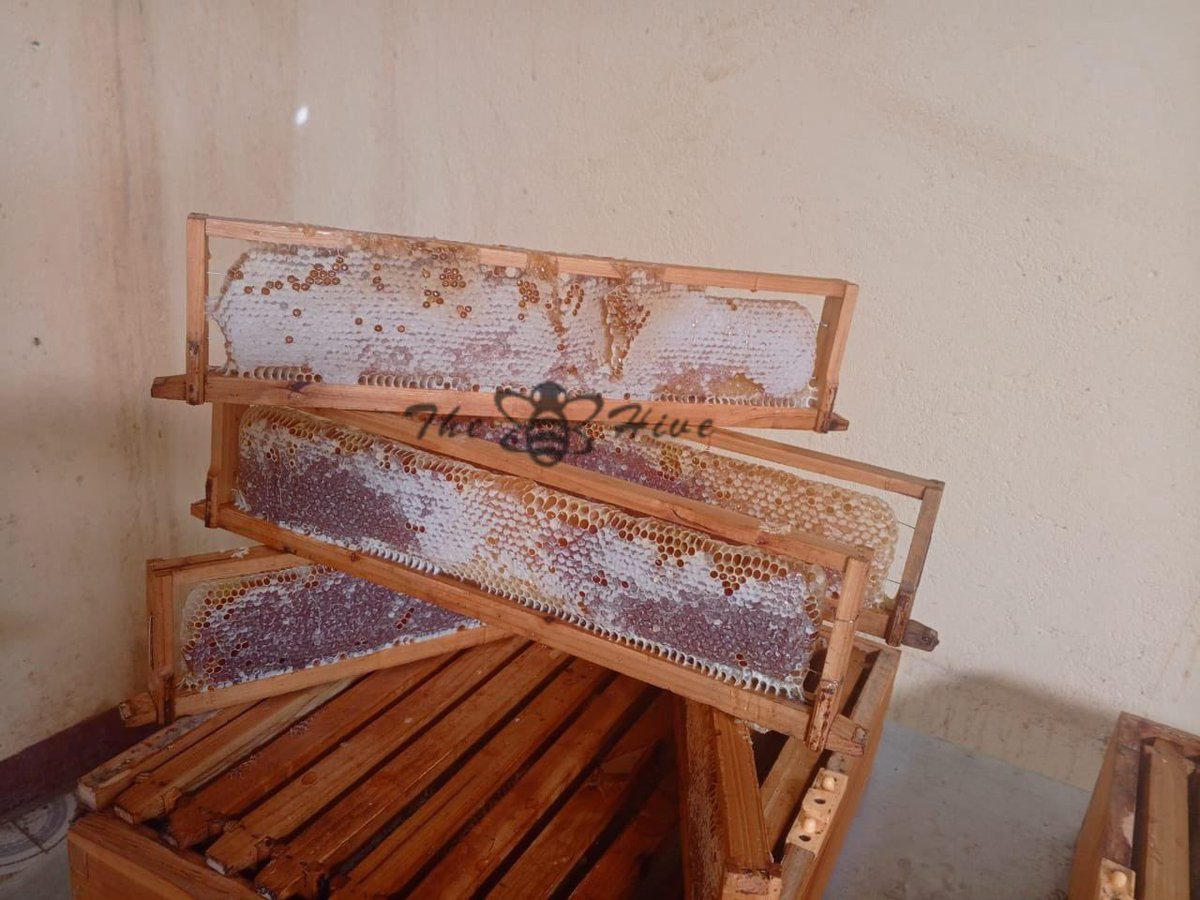 TheHiveAfrica's tweet image. #TURKANA:- we are all out harvesting honet from our #apiaries in Turkana West. #bees have done it again!

We offer #beekeeping  #trainings, apiary installations, Field support and also aff-take all #honey from our farmers.

📞 +254 706 349 748 📧 beekeepers@thehive.co.ke