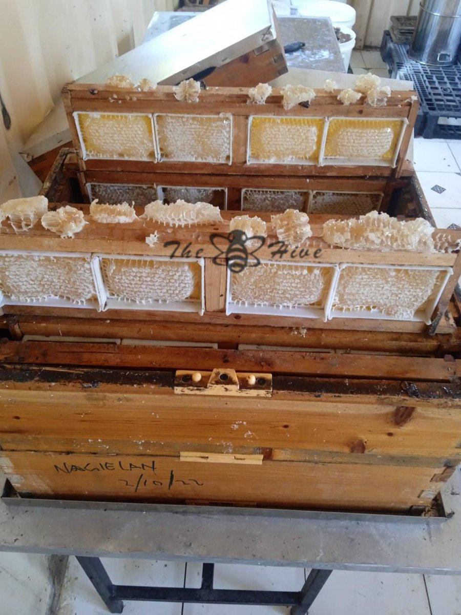 TheHiveAfrica's tweet image. #TURKANA:- we are all out harvesting honet from our #apiaries in Turkana West. #bees have done it again!

We offer #beekeeping  #trainings, apiary installations, Field support and also aff-take all #honey from our farmers.

📞 +254 706 349 748 📧 beekeepers@thehive.co.ke