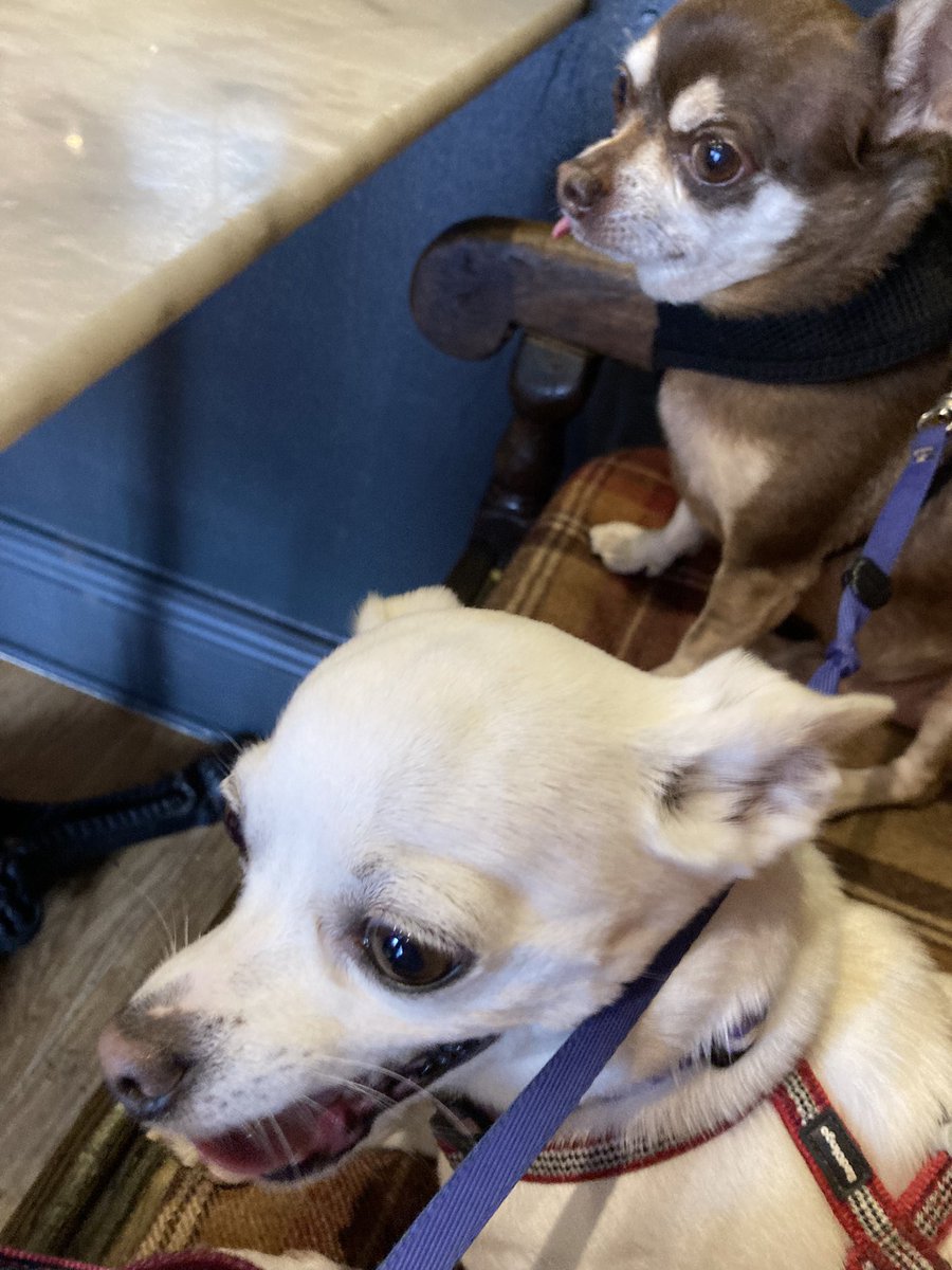 Billy Bear and Chums tweet media