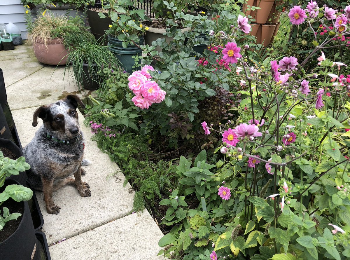 CityMouseGarden's tweet photo. Had some “help” from my #GardenDogs assistant yesterday (mostly me yelling “we do not try to eat bees—they are our friends” over my shoulder at her as I worked & she disappeared behind jungle). Rain forecasted today so she was enjoying the pink party while we could. #WeAreAllZoey https://t.co/UIEdN2CitQ
