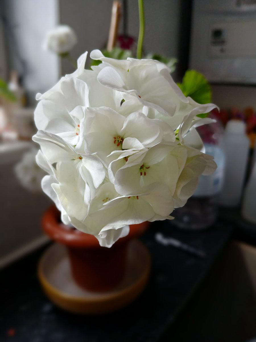 chevysgirl11's tweet image. One of my #Geraniums still in flower 
😍