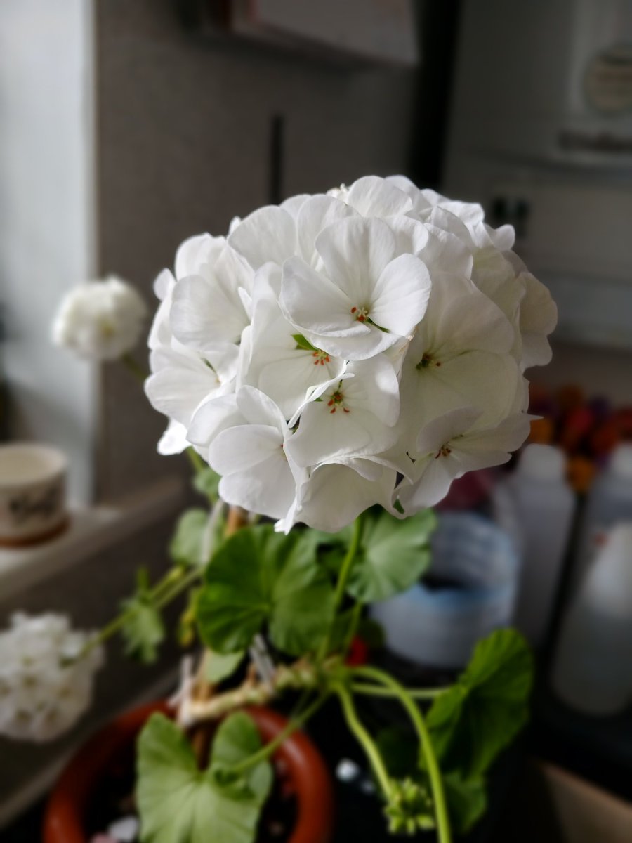 chevysgirl11's tweet image. One of my #Geraniums still in flower 
😍