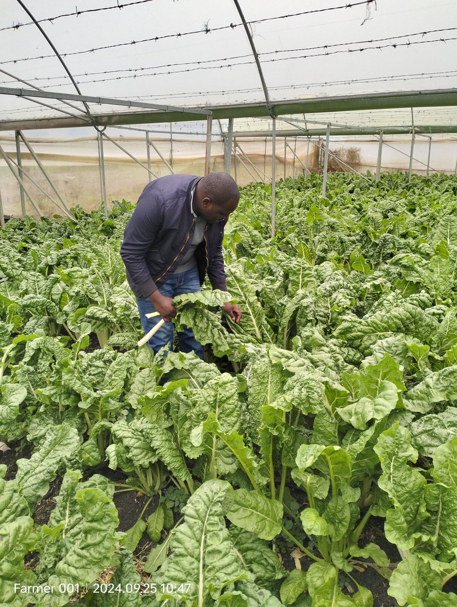 Soil Fertility Clinik Kenya tweet media