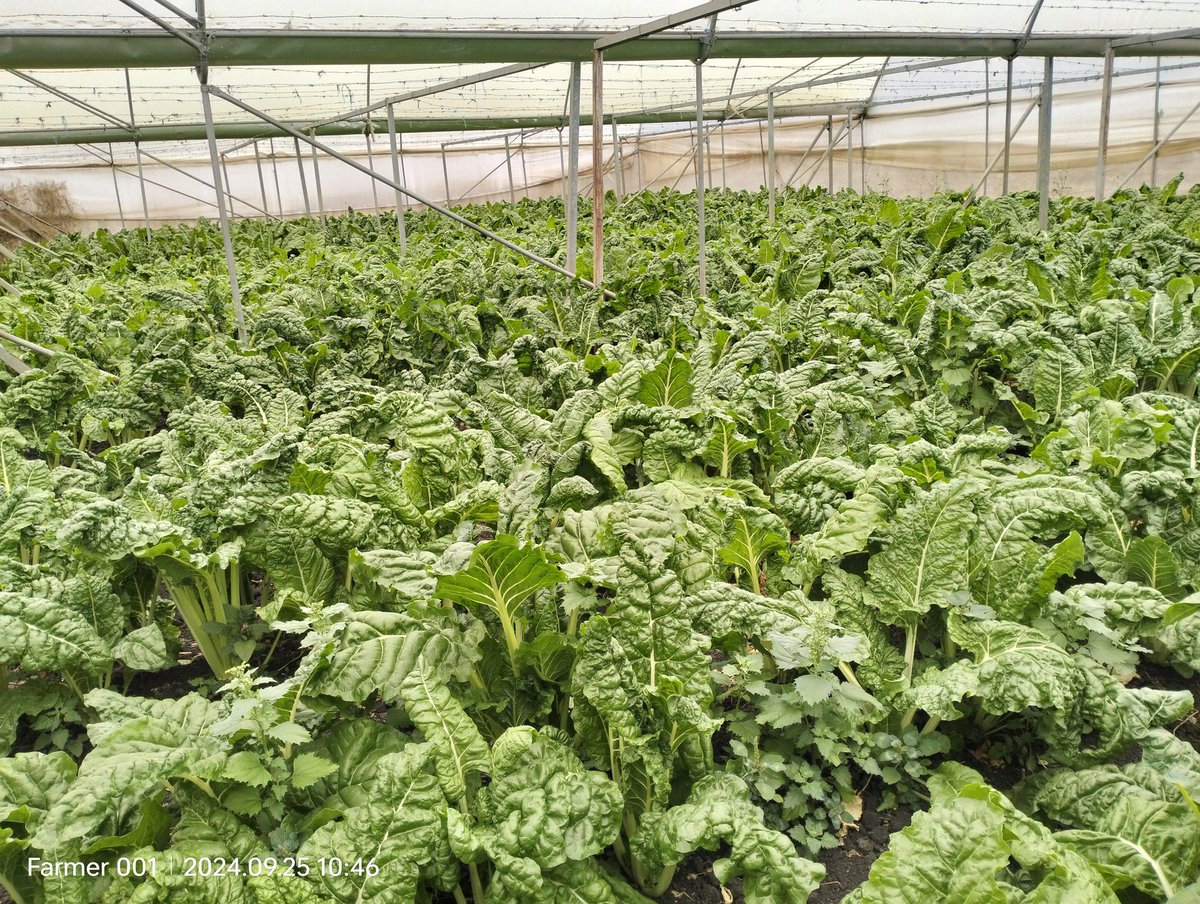 Soil Fertility Clinik Kenya tweet media