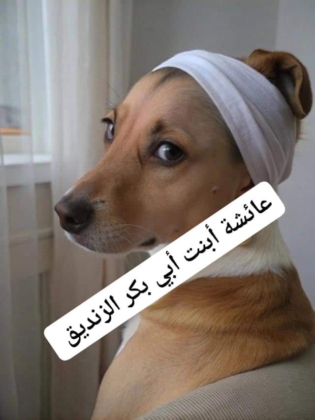 MAlhq66945's tweet photo. @lllomarghlll @AIaaIabadi https://t.co/8pQAL4OK5y