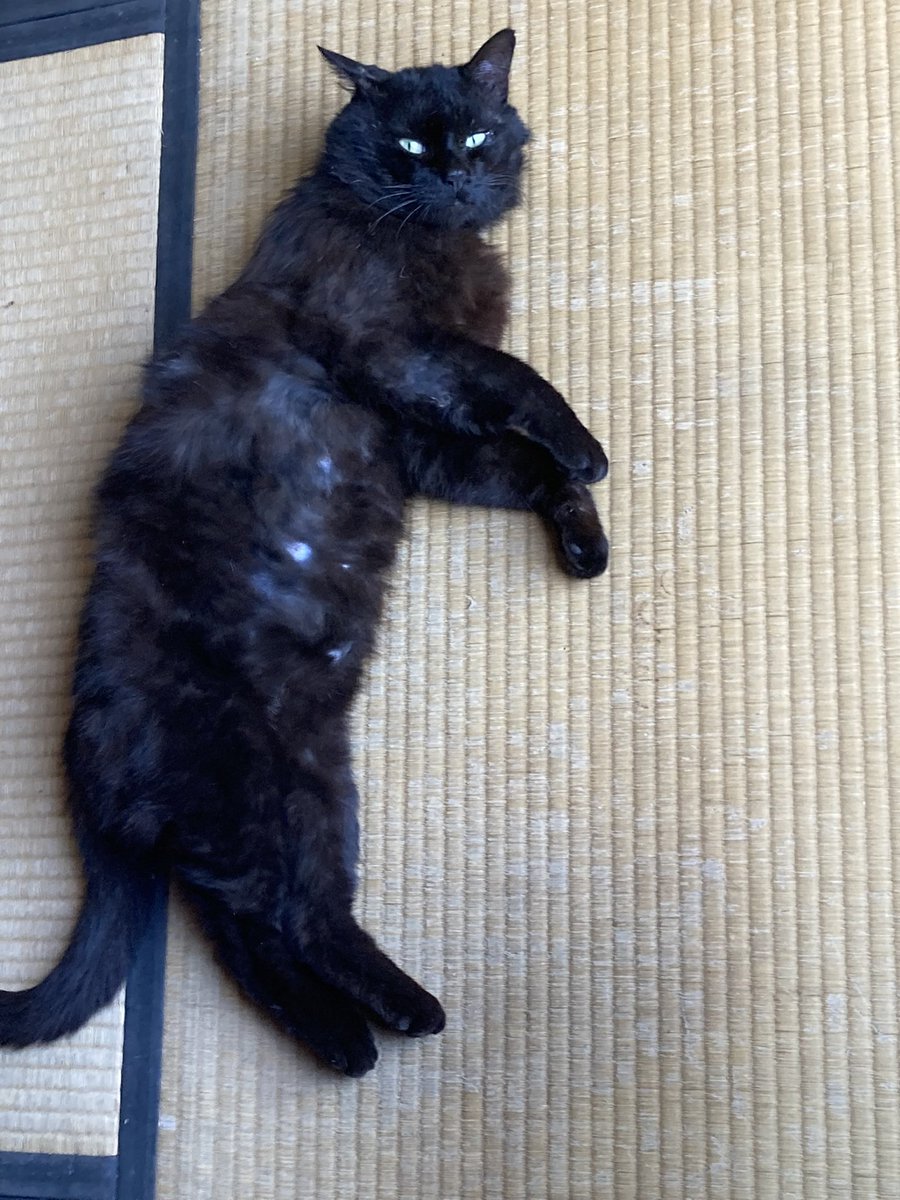 bebe_yoshida's tweet photo. 我が家の愛猫を探してます！
些細な情報で良いので、お見かけの際はご一報いただきた���です！ご協力よろしくお願いいたします！
名前:べべ　性別:オス　年齢:9歳
身体の大きな黒猫です。背中に少し白い毛が混じっているのが特徴です。
#迷子猫  #迷い猫 #黒猫 #奈良県 #安堵町 #斑鳩町 https://t.co/KIG388jOY9
