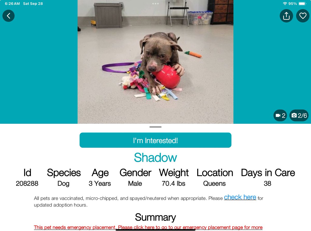 StellaA72142431's tweet photo. #PriorityPlacement 💔Shadow, ID#208288, This sweet boys life is in danger! ‼️ Shadow is located at the #queensacc and needs an offer today! Shadow is a healthy dog but overwhelmed at the shelter. Please, #NYCACC #Pledge4Rescue #fosters desperately needed! 🙏